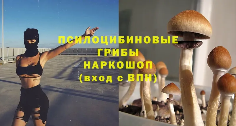 купить наркоту  Каменск-Уральский  Псилоцибиновые грибы Psilocybine cubensis 